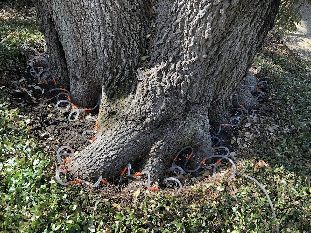 Detailed Tree Cabling and Bracing job site in Mc Rae Helena