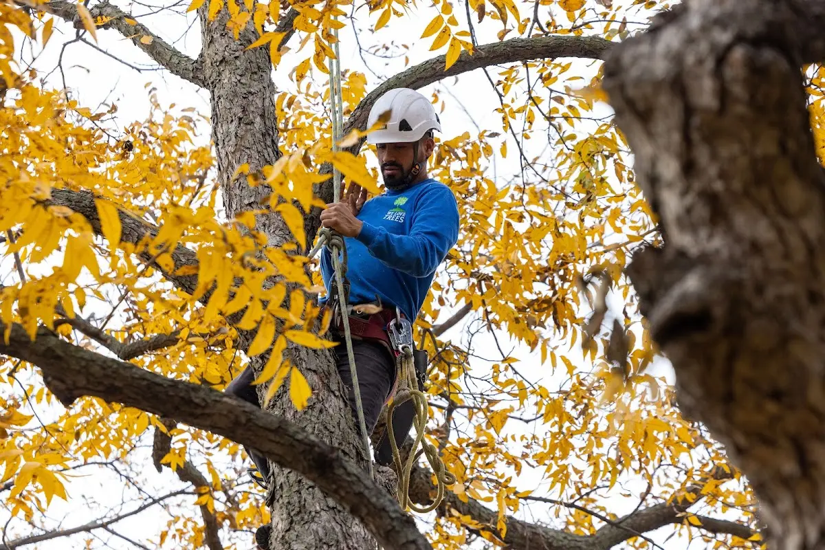 Skilled Tree Pruning crew working in Mc Rae Helena