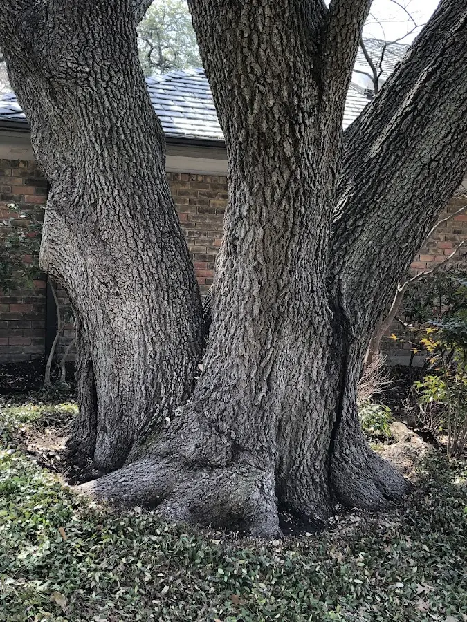 Mature heritage tree close to a Mc Rae Helena property cared for by certified arborists